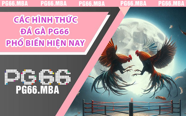 Đá Gà PG66 - Nơi Quy Tụ Những Kê Thủ Hàng Đầu Việt Nam