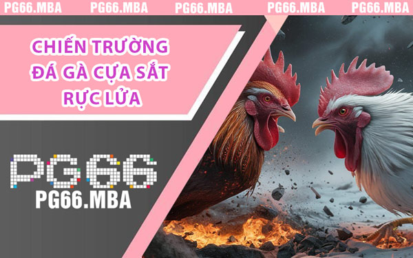 Đá Gà Cựa Sắt PG66 - Nghẹt Thở Với Chiến Kê Quyết Chiến