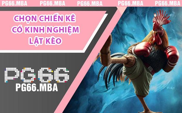 Cẩm Nang Đá Gà PG66 - Nâng Trình Như Sư Kê Lão Luyện