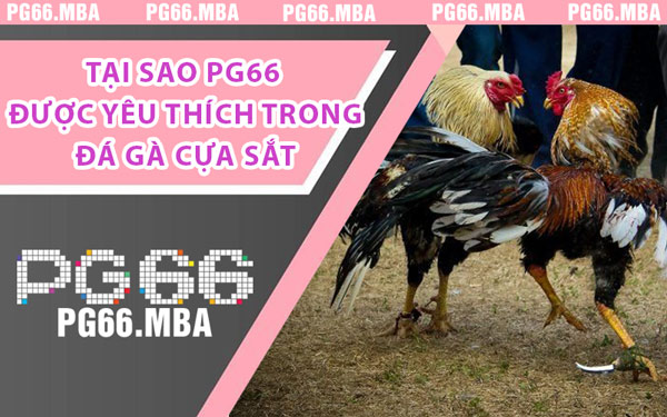 Đá Gà Cựa Sắt PG66 - Nghẹt Thở Với Chiến Kê Quyết Chiến