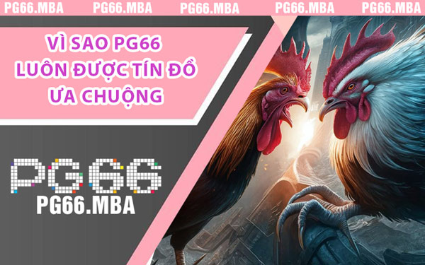 Đá Gà PG66 - Nơi Quy Tụ Những Kê Thủ Hàng Đầu Việt Nam