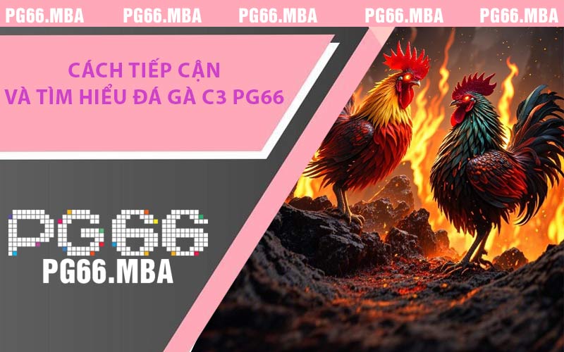 Đá Gà C3 PG66 - Tổng Quan & Những Lưu Ý An Toàn Cần Biết