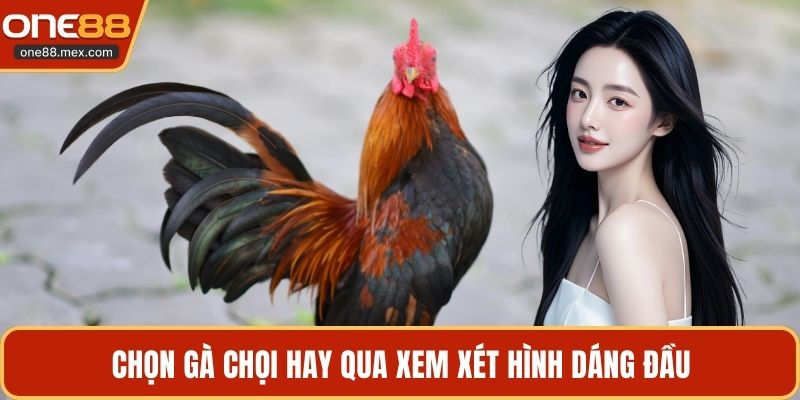 Chọn Gà Chọi Hay - Kinh Nghiệm Vàng Chia Sẻ Từ Cao Thủ