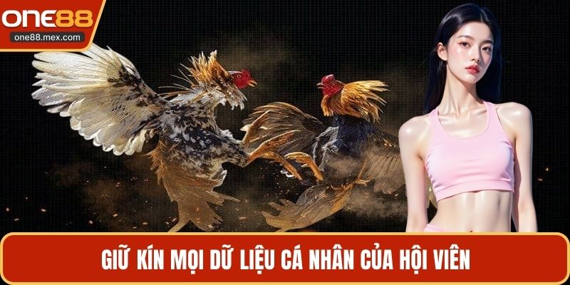 Đá Gà Chọi Thomo - Đấu Trường Trực Tuyến Hấp Dẫn Nhất