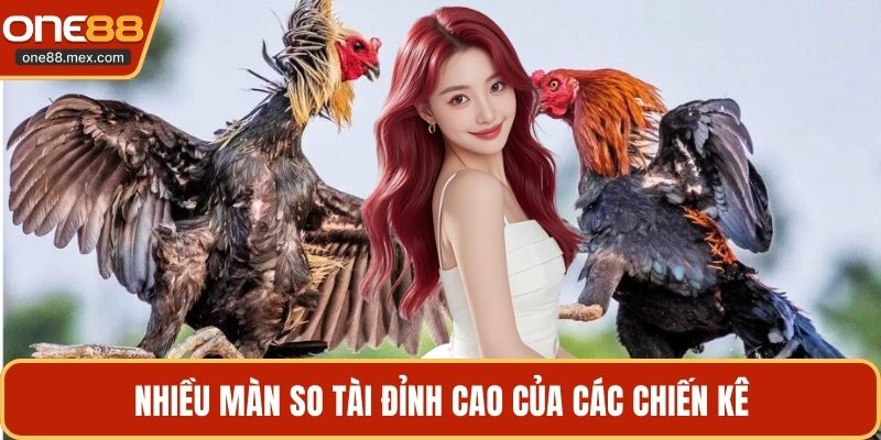 Trực Tiếp Đá Gà 167 - Khám Phá Các Trận Đấu Hấp Dẫn