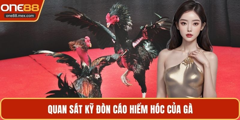 Chọn Gà Chọi Hay - Kinh Nghiệm Vàng Chia Sẻ Từ Cao Thủ