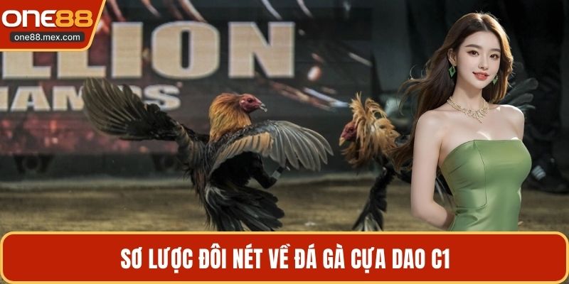 Đá Gà Cựa Dao C1 - Trận Chiến Của Giới Chuyên Môn
