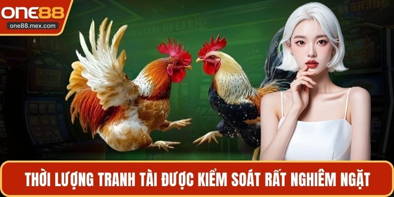 Đá Gà Cựa Dao C1 - Trận Chiến Của Giới Chuyên Môn