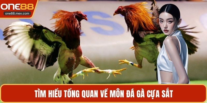 Đá Gà Cựa Sắt - Tìm Hiểu Chi Tiết Về Trận Đấu Kịch Tính