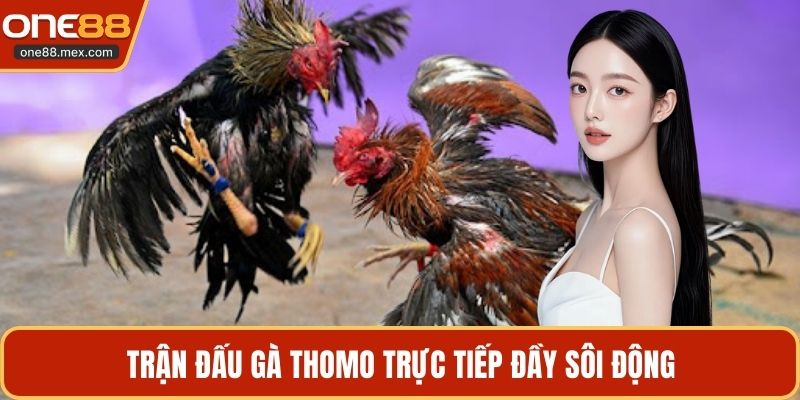 Đá Gà ONE88 - Sảnh Cá Cược Kê Chiến Đỉnh Cao Nhất 2026