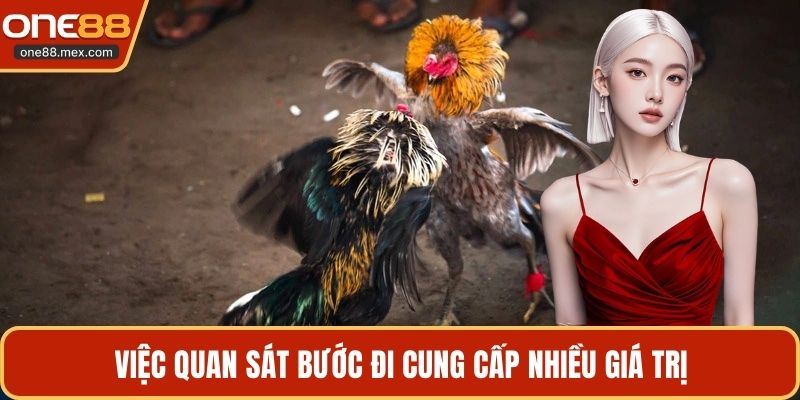 Đá Gà Cựa Dao C1 - Trận Chiến Của Giới Chuyên Môn